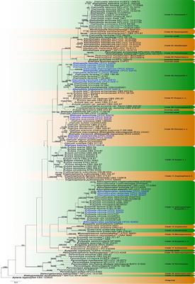 The Hidden Diversity of Diatrypaceous Fungi in China